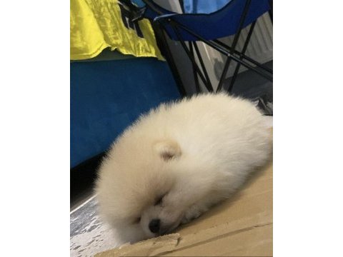 Pomeranian köpeğimiz izmir