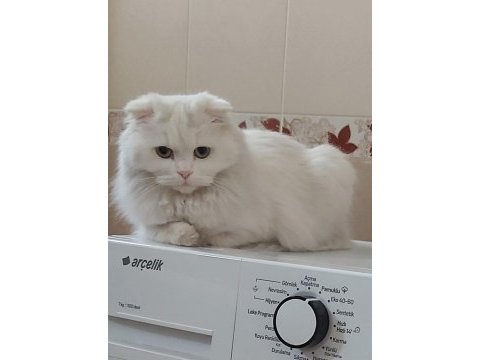 Scottish fold 1 yaşında evcil aşılı hamile