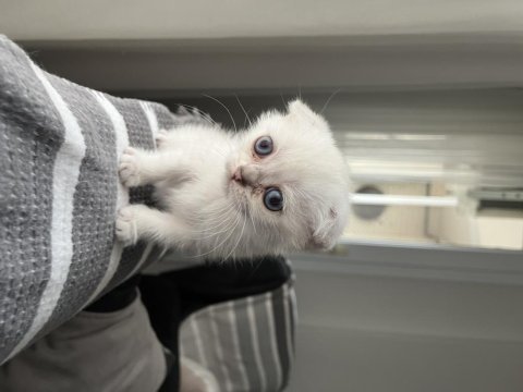Acil sahiplendirme scottish fold