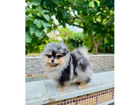 Merle pomeranian boo