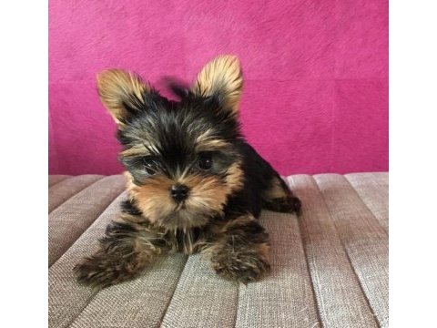 Micro teacup kore türkiyede tek yorkshire terrier