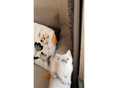 Sevecen oyuncu british shorthair yavrular