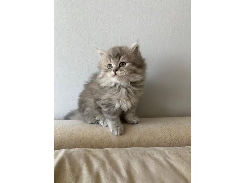 Orjinal şecereli blue point ve british shorthair yavrular