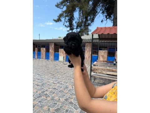 Maltipoo yavrusu köpeklerimiz