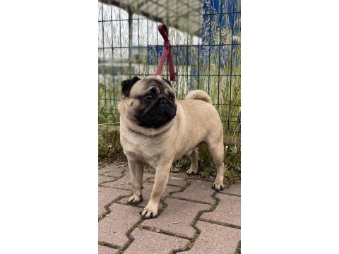 Erkek a kalite pug eşleme tecrübeli