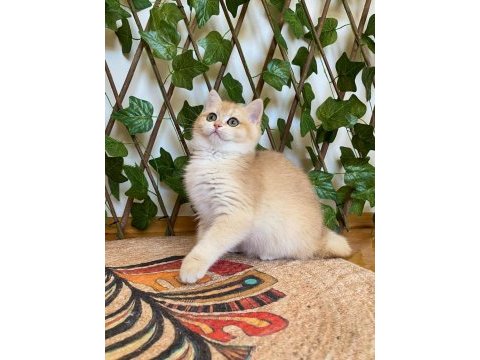 Ny12 dişi irina british shorthair golden