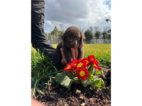 Labrador yavrularımız
