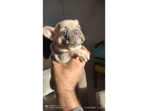 Egzotik renk french bulldog bebeklerimiz