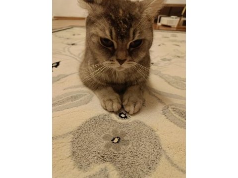 Ücretsiz dişi british shorthair