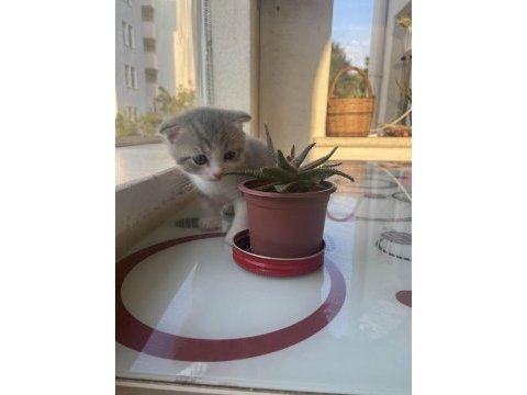 Minik scottish fold yavrumuz
