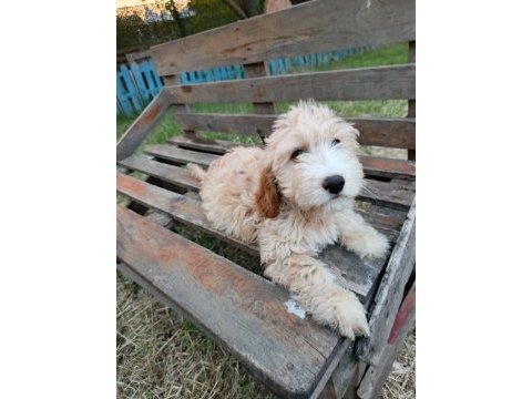 Orjinal maltipoo yavruları
