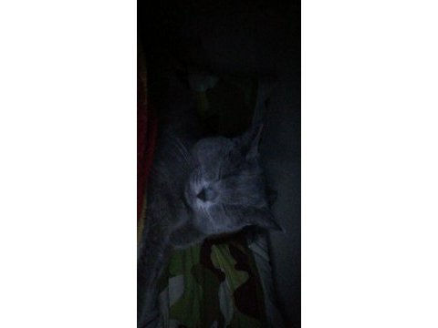 2 yaşında dişi british shorthair afrodit