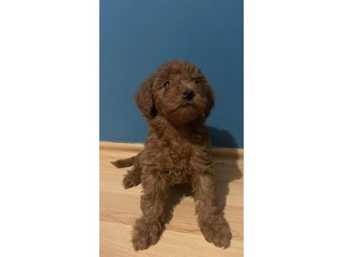 Kendi köpeğimin yavruları
