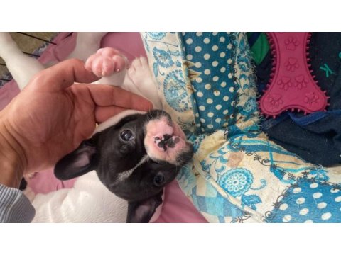 İzmir kaliteli french bulldog yavrular