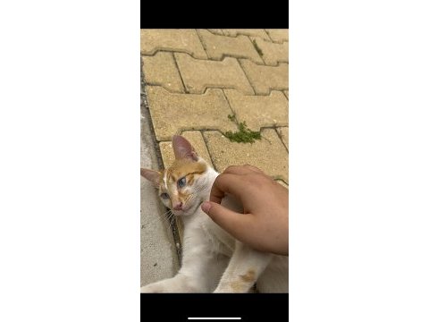 Tamamen ücretsiz masmavi tatlı mı tatlı bir kedimiz
