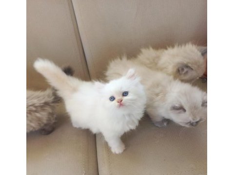 Kedilerimiz muhteşem beşliler