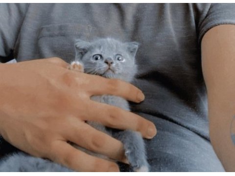 Minik british shorthair
