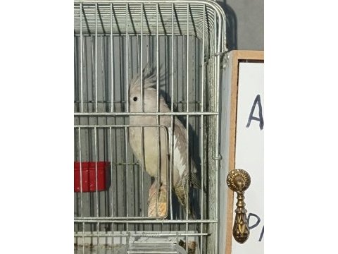 Albino cinnemon takım sultan papağanı