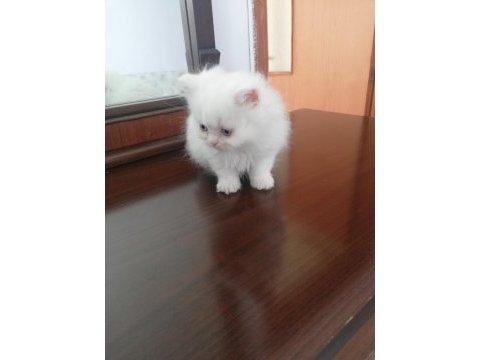 2 aylık dişi yavrum british longhair