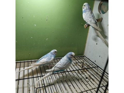 Anne baba ve yavrusu muhabbet kuşlar