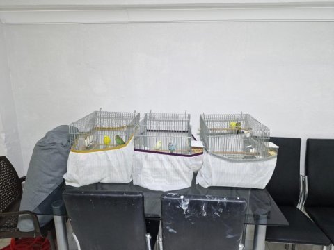 Kendi kolonim kaliteli muhabbet kuşlar