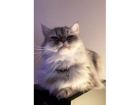 Dişi chinchilla 3.5 yaşında kısır