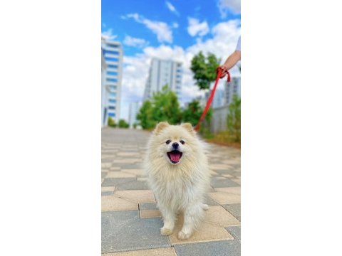 Orjinal ayı surat eğitimler tam pomeranian sahiplendirilecek