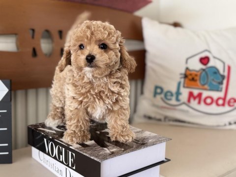 Petmode den tea cup kore maltipoo yavrumuz