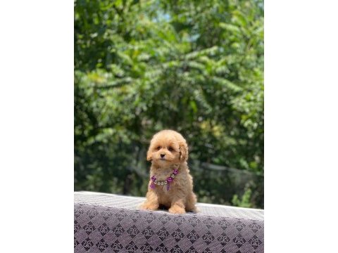 Dişi ve erkek poodle mevcuttur hepsi de safkan