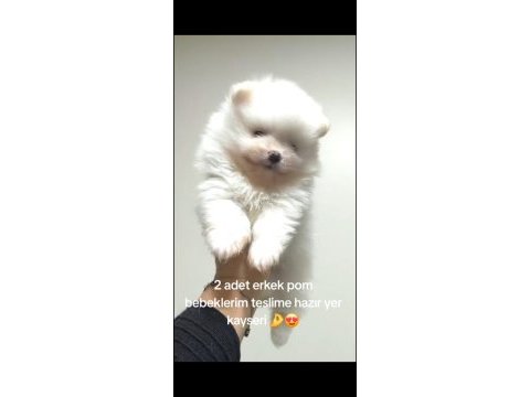Kar beyazı pomeranian bebekler
