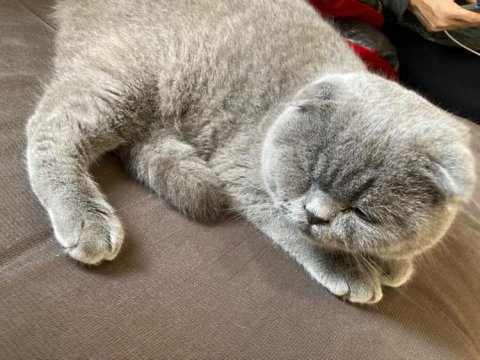 Tatlı oğlumuza yuva arıyoruz scottish fold