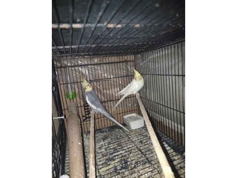Çift sultan papağanı yavru almak isteyen için