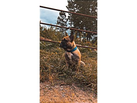 Acil yerim olmadığı için french bulldog