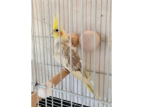 Yeni yeme düşmüş yavru sultan papağanımız