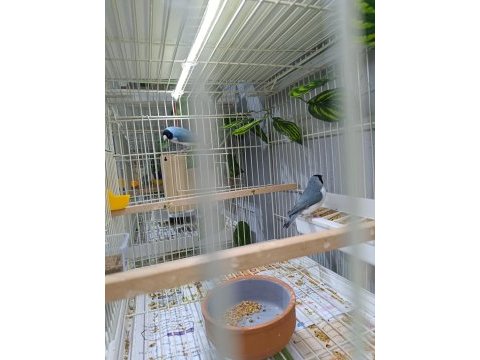Goldian parot çim baykuş star ispinozlari