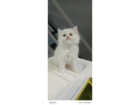Safkan british longhair