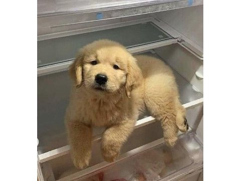 Sarı şeker golden retriever yavrular