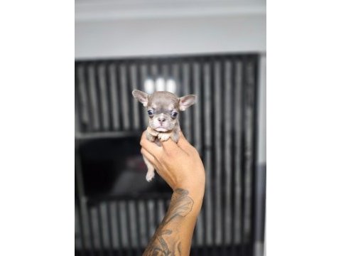 Micro boy erkek bluetan french bulldog