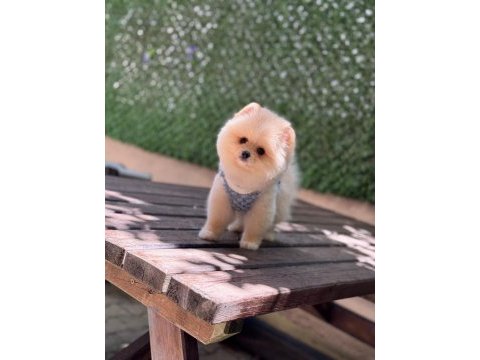 Pomeranian yavru köpeğimiz