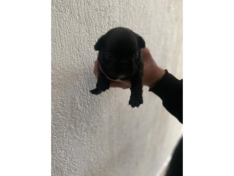French bulldog yavrularımız