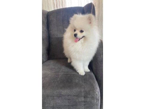 Pomeranian boo ayıcık surat 8 aylık erkek