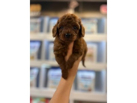 Erkek kore poodle