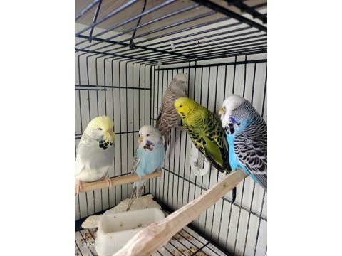 Show jumbo dişi muhabbet kuşları