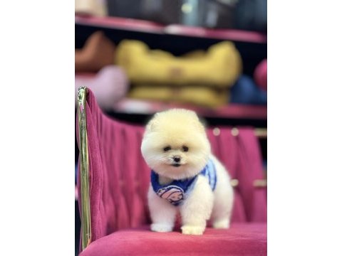 Fendi erkek 3 aylık tuvalet eğitimli pomeranian