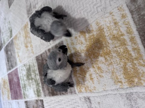 Çok tatlı yavru jako papağanı bebek
