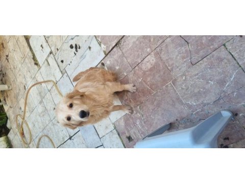 Golden retriever 6 aylık erkek köpeğimiz