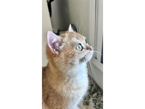 Dişi kedime eş arıyorum kızgınlığa girmiş 1 yaş üstü