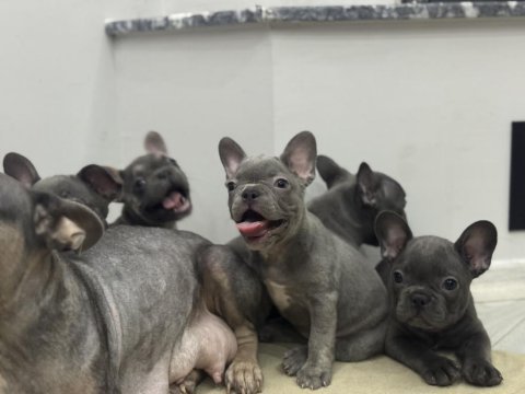 Saf kanlı french bulldog