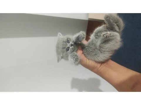 Safkan erkek dişi scottish fold
