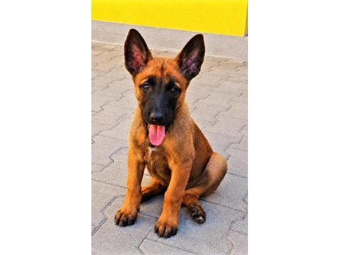 Malinois yavrularda son nokta